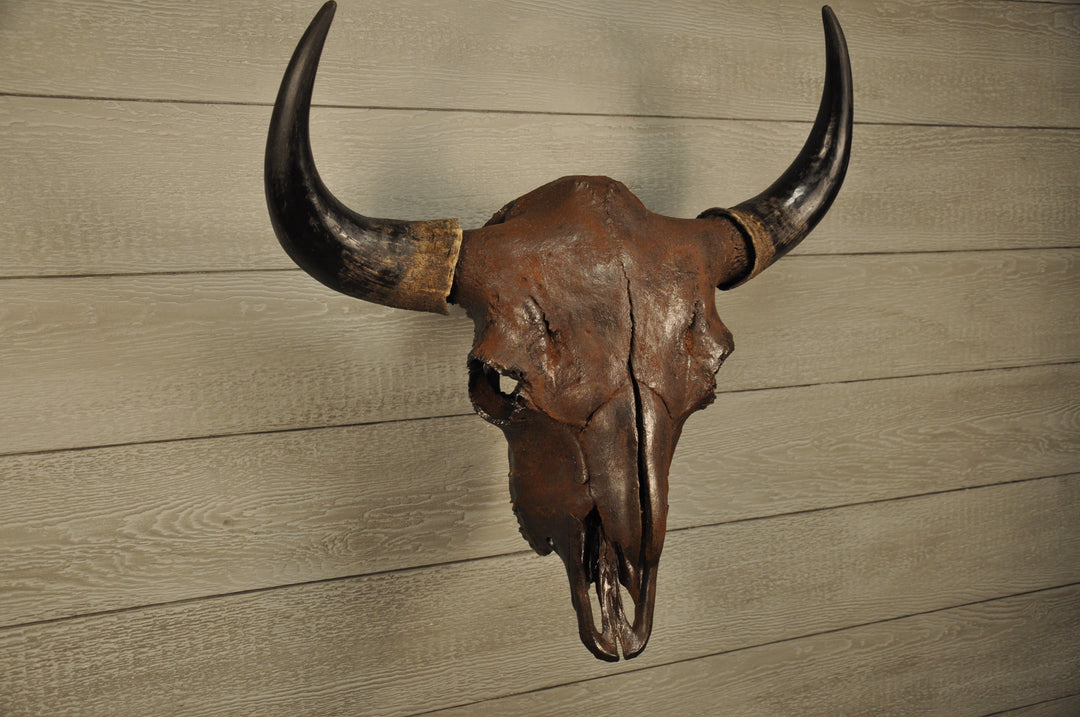 American Buffalo Skulls – LONGHORN CUSTOM SKULLS