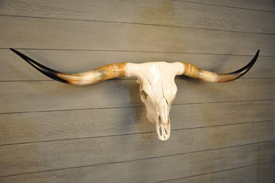 UMBRELLA LONGHORN - 5' 7" Longhorn Skull