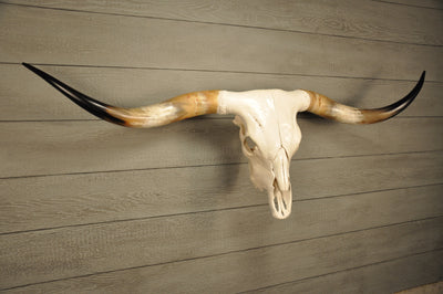 UMBRELLA LONGHORN - 5' 7" Longhorn Skull