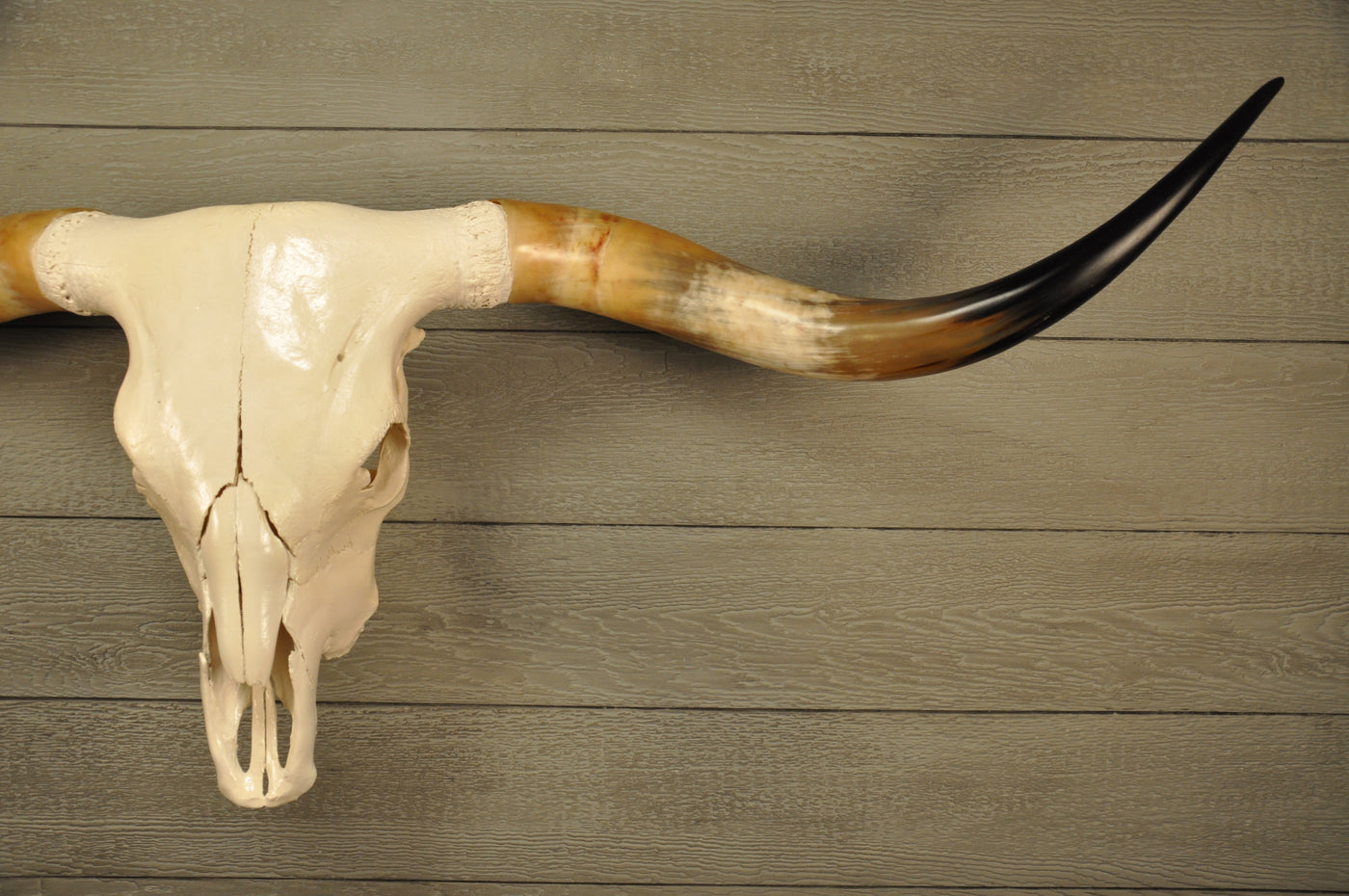 UMBRELLA LONGHORN - 5' 7" Longhorn Skull