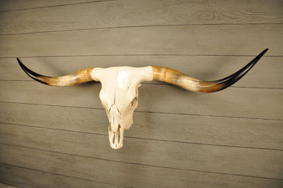 UMBRELLA LONGHORN - 5' 7" Longhorn Skull