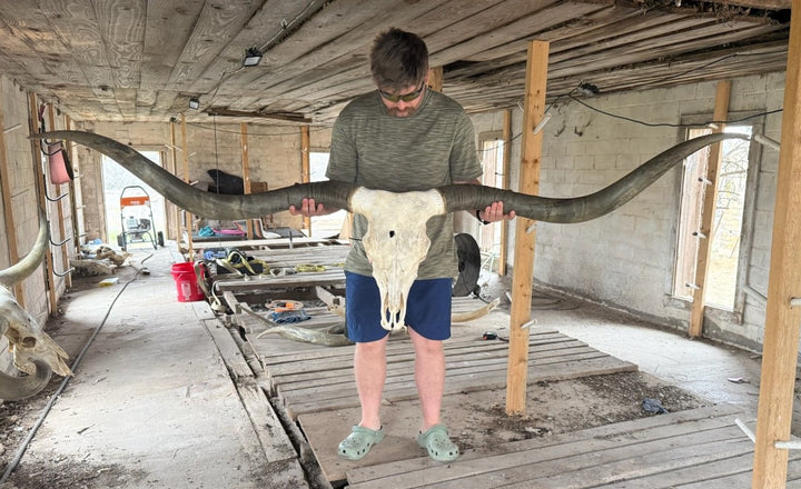 LH 5 - 7' 4" Longhorn Skull - Wausau Wisconsin