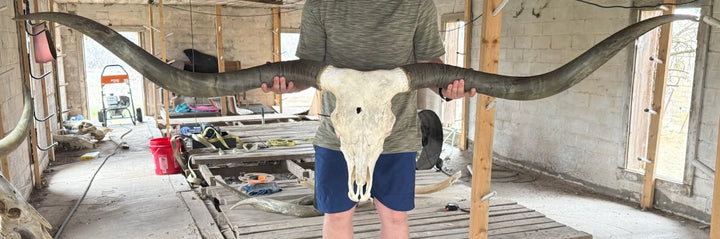 LH 5 - 7' 4" Longhorn Skull - Wausau Wisconsin