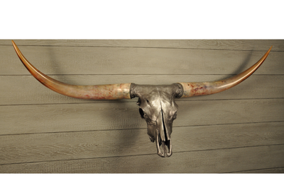 SILVER BULLET - 5' 10" Longhorn Skull