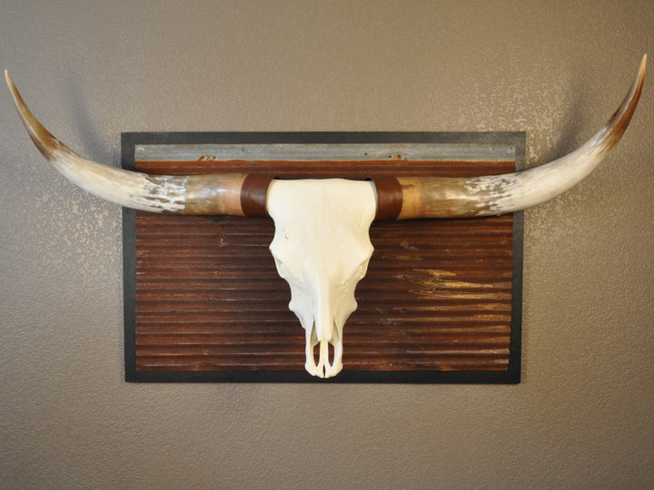 BIG RED - 5' 2" Longhorn Bull Skull