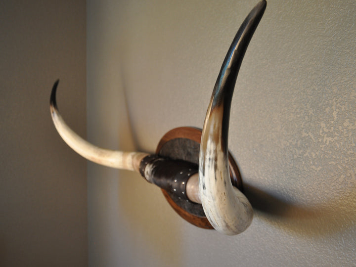 BOBBIE - 5' 9" Longhorn Mount