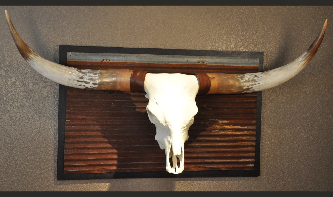 BIG RED - 5' 2" Longhorn Bull Skull