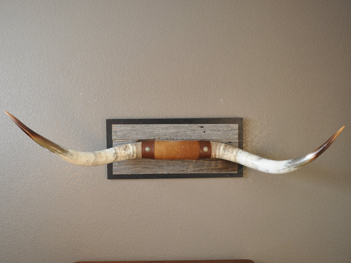 CANYON COLORS - 5' 11" Longhorn Mount