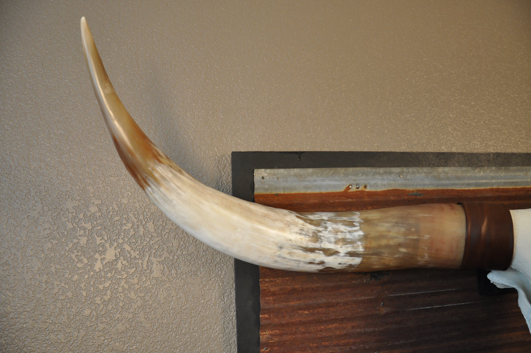 BIG RED - 5' 2" Longhorn Bull Skull