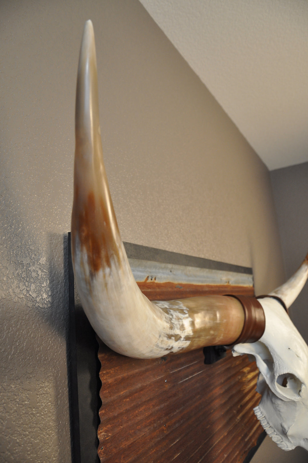 BIG RED - 5' 2" Longhorn Bull Skull