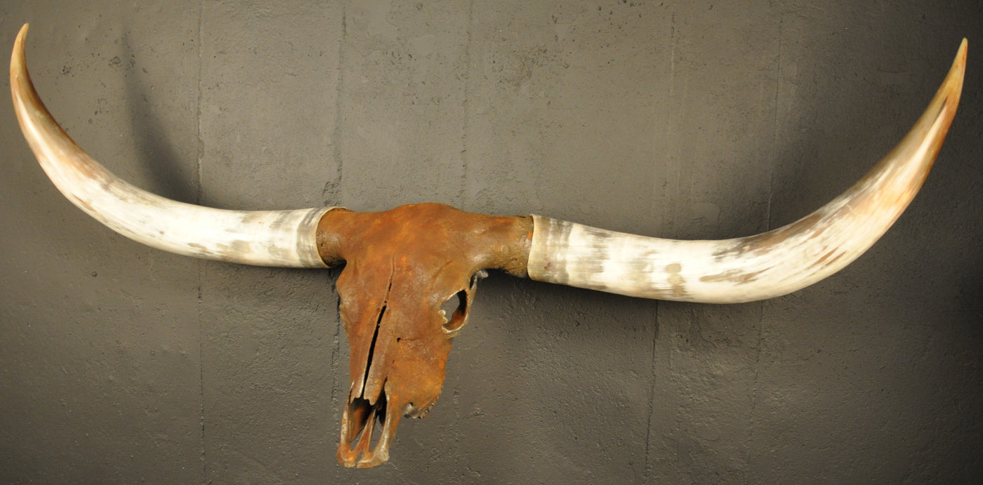 ROUGH & READY - 5' 9" Longhorn Skull