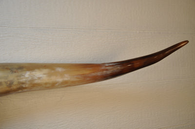 REDEEMED - 4' 10" Longhorn Skull