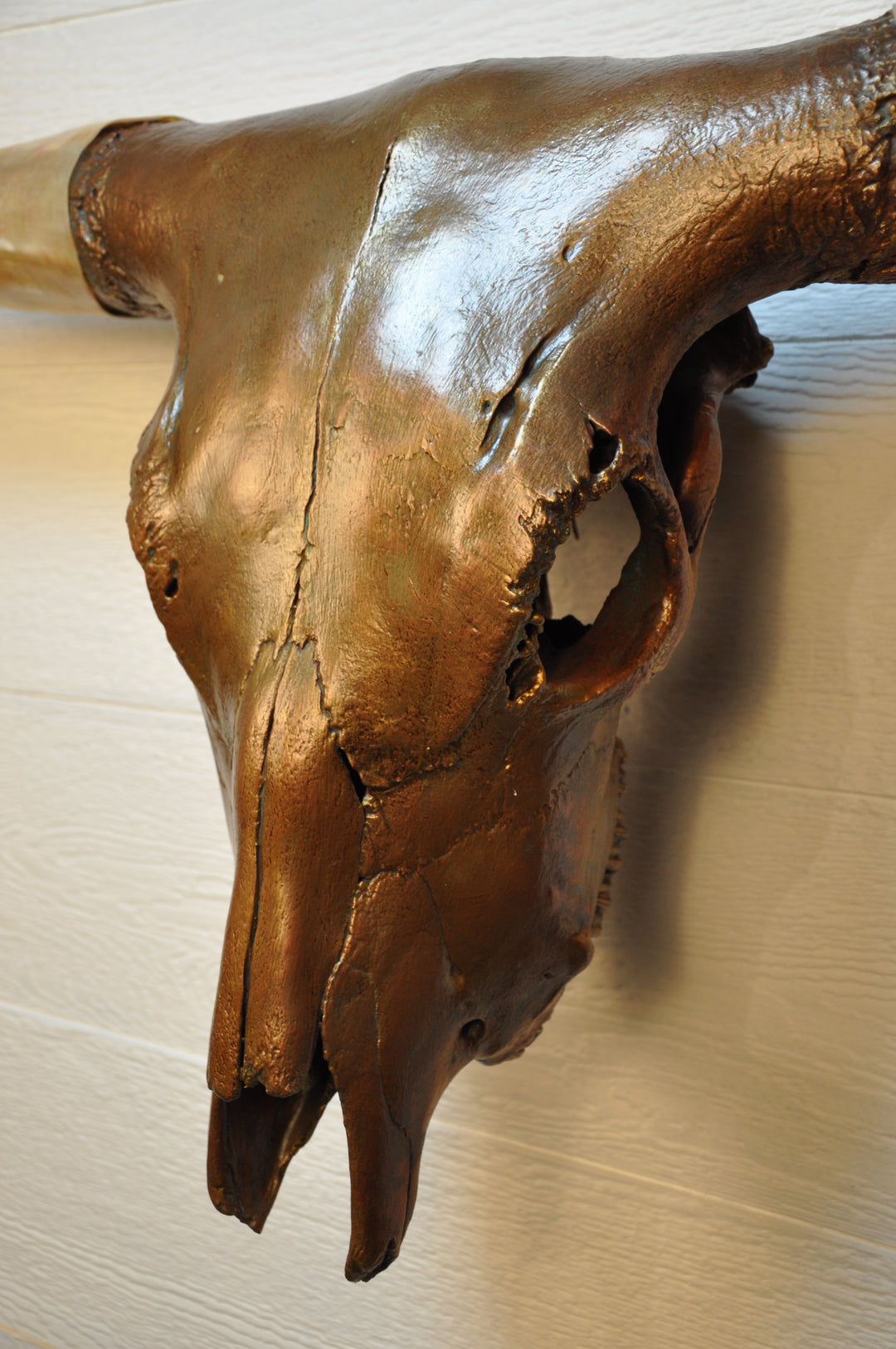CARAMEL TRUFFLE - 5' 7" Texas Longhorn Skull
