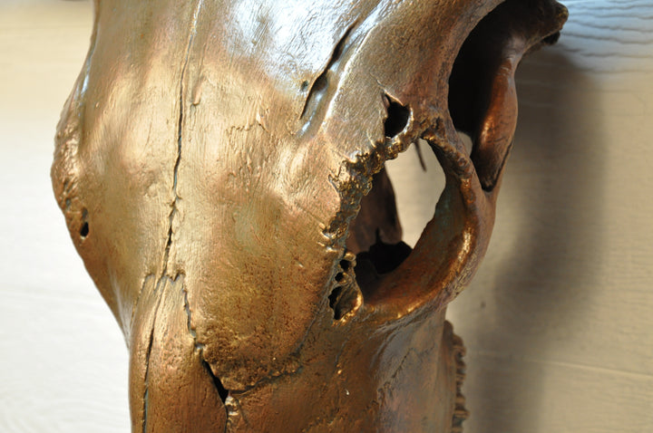 CARAMEL TRUFFLE - 5' 7" Texas Longhorn Skull