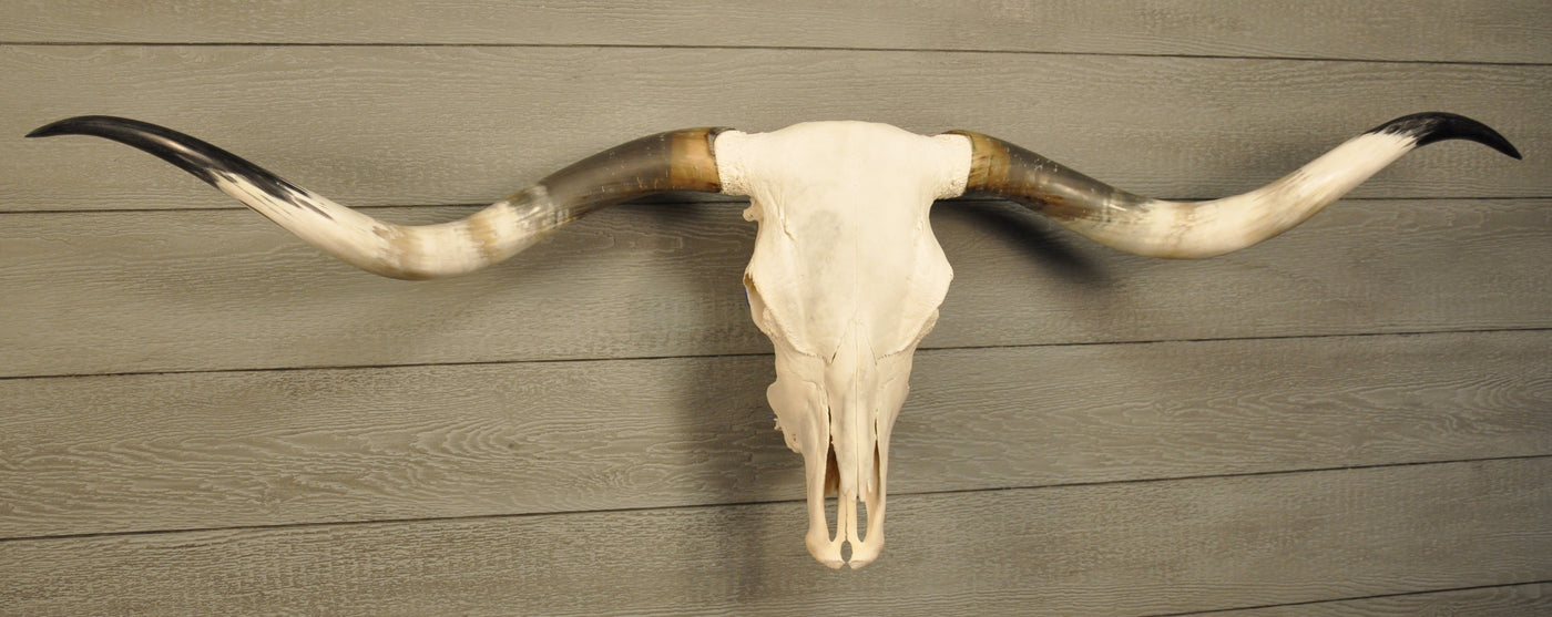 MARGHERITA - 5' 10" Longhorn Skull