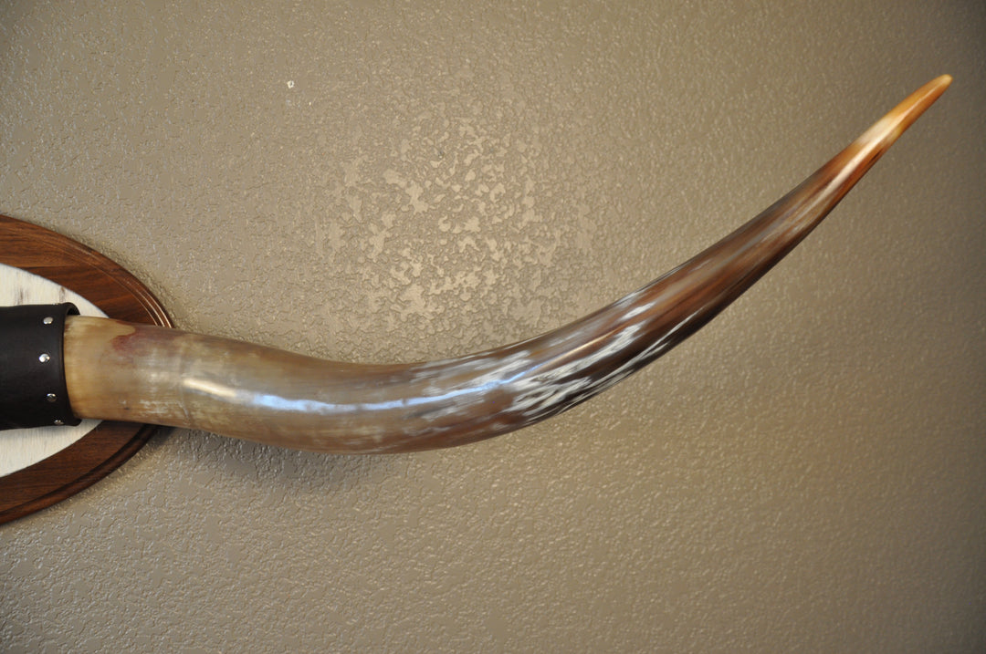 KALEIDOSCOPE - 5' 3" Longhorn Mount