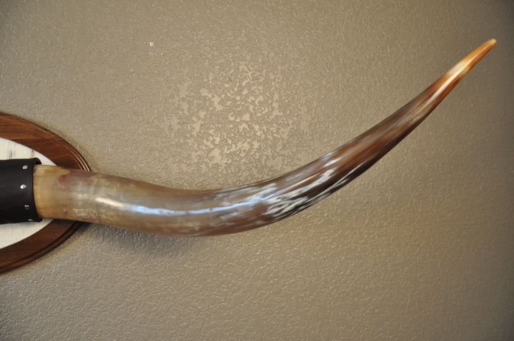 KALEIDOSCOPE - 5' 3" Longhorn Mount