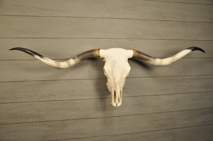 MARGHERITA - 5' 10" Longhorn Skull