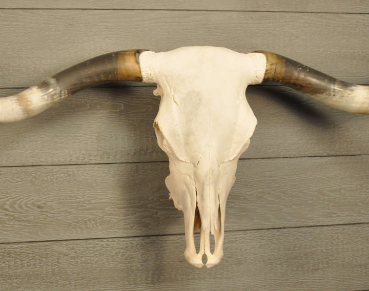 MARGHERITA - 5' 10" Longhorn Skull