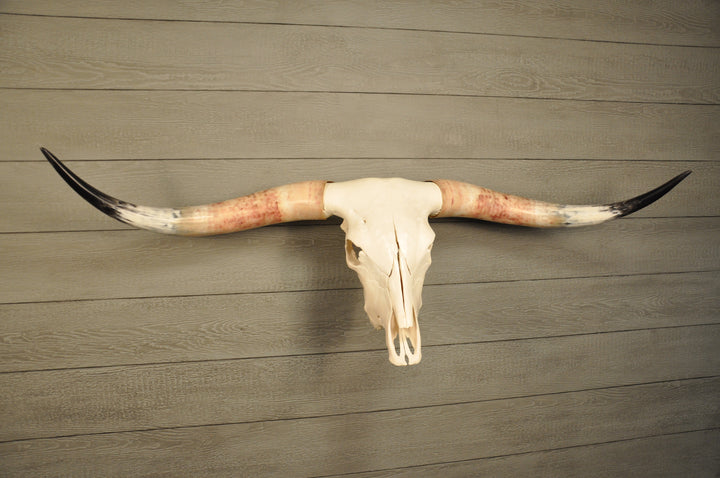 MADELINE - 5' 6" Longhorn Skull