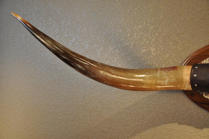 KALEIDOSCOPE - 5' 3" Longhorn Mount