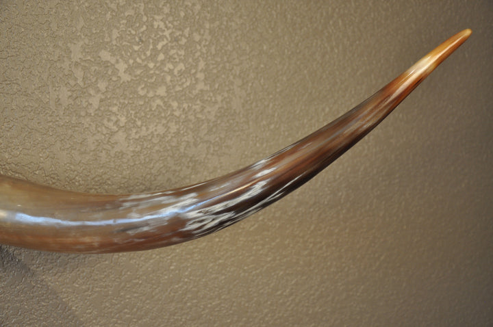 KALEIDOSCOPE - 5' 3" Longhorn Mount