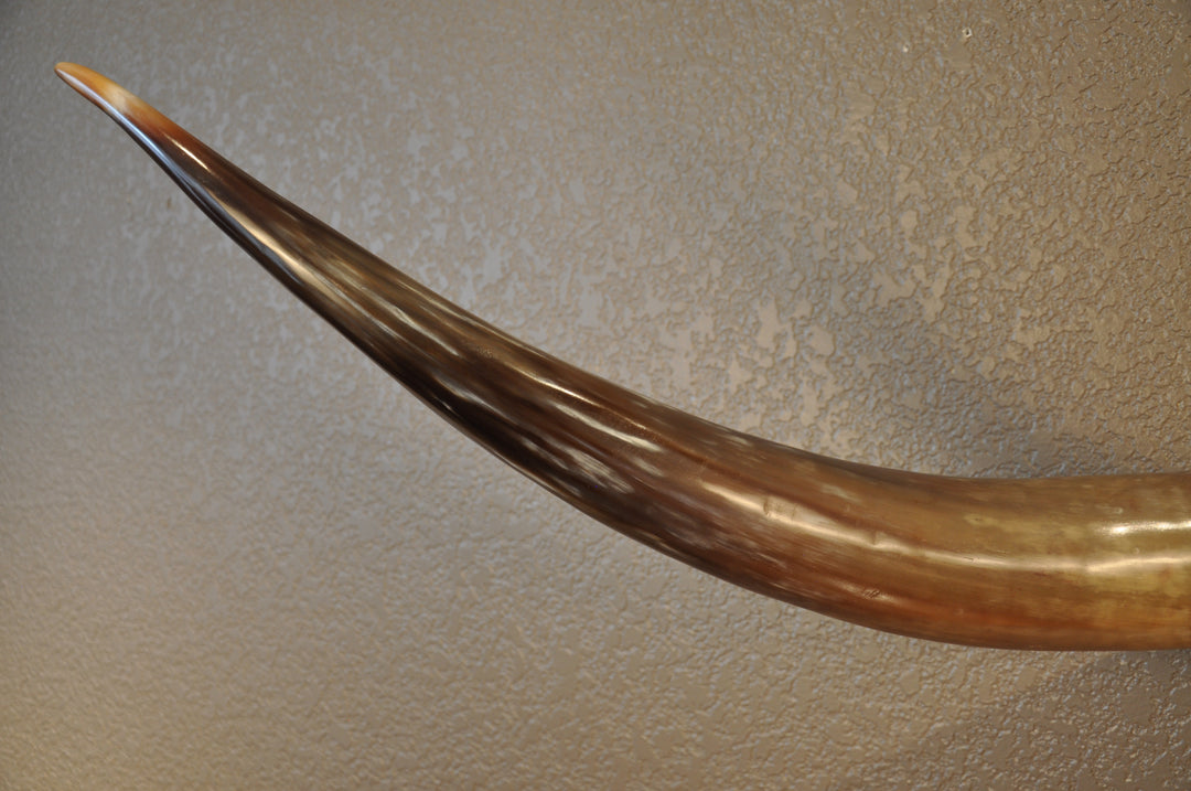 KALEIDOSCOPE - 5' 3" Longhorn Mount