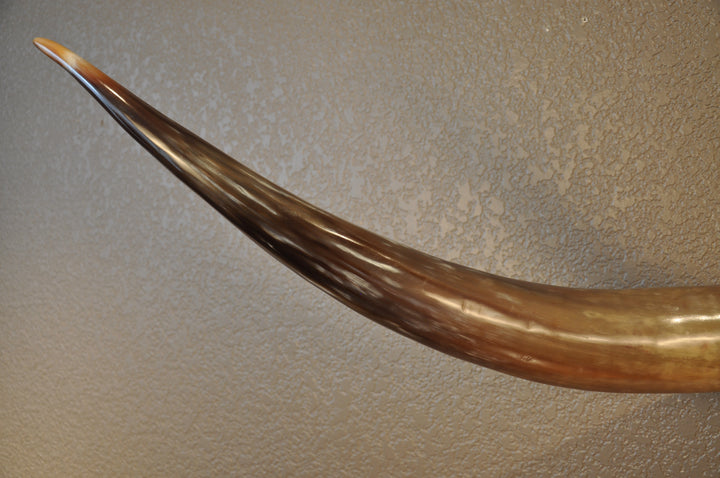 KALEIDOSCOPE - 5' 3" Longhorn Mount