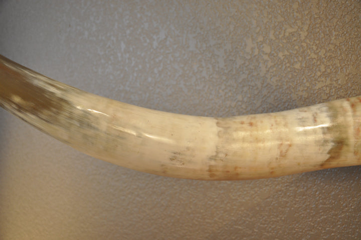 CANYON COLORS - 5' 11" Longhorn Mount