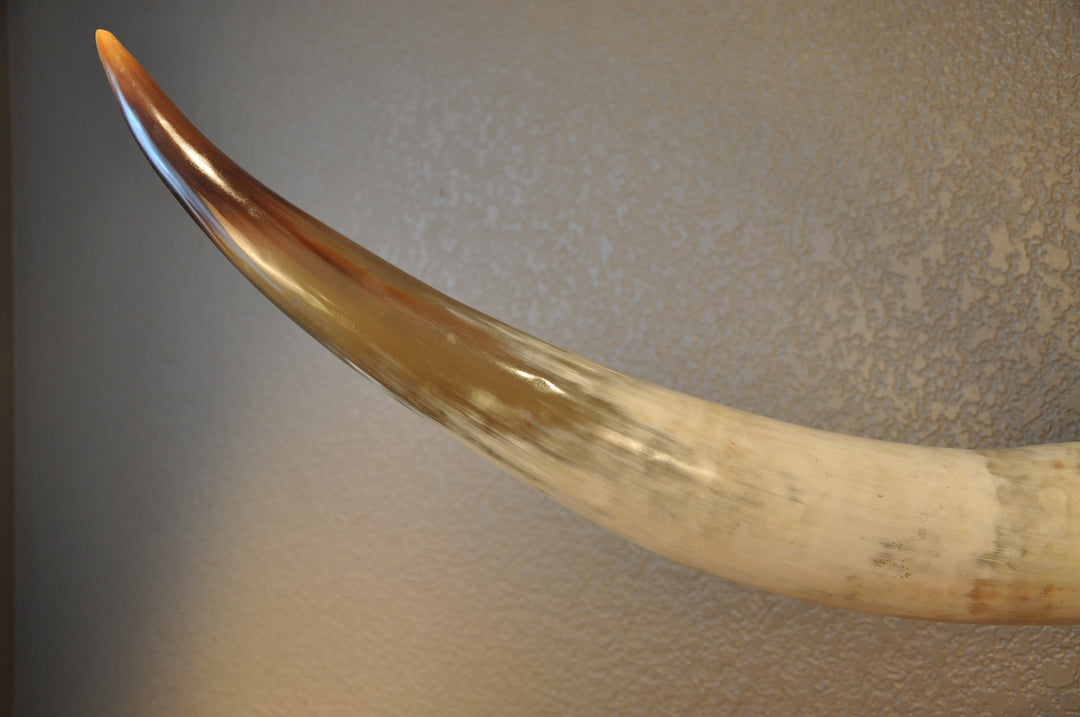 CANYON COLORS - 5' 11" Longhorn Mount