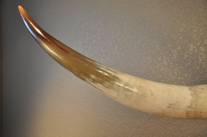 CANYON COLORS - 5' 11" Longhorn Mount