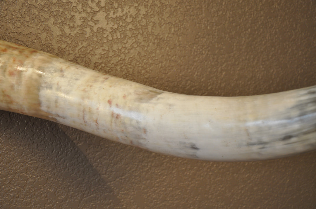 CANYON COLORS - 5' 11" Longhorn Mount