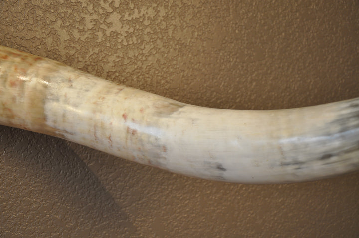 CANYON COLORS - 5' 11" Longhorn Mount
