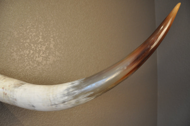 CANYON COLORS - 5' 11" Longhorn Mount