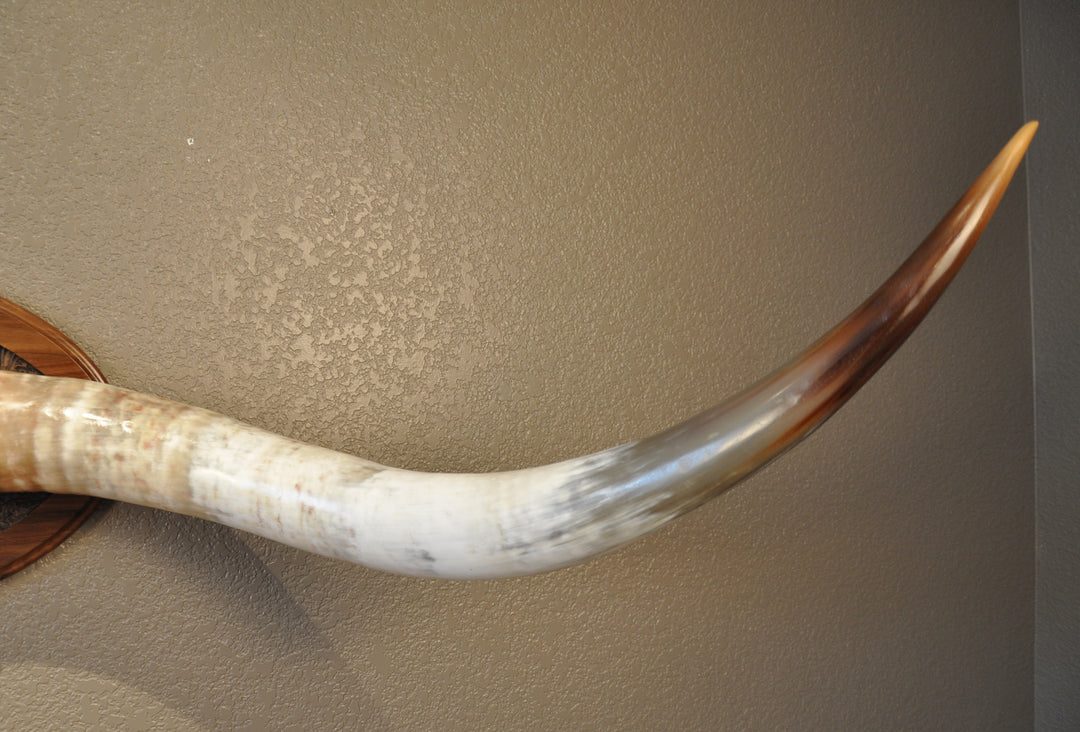 CANYON COLORS - 5' 11" Longhorn Mount
