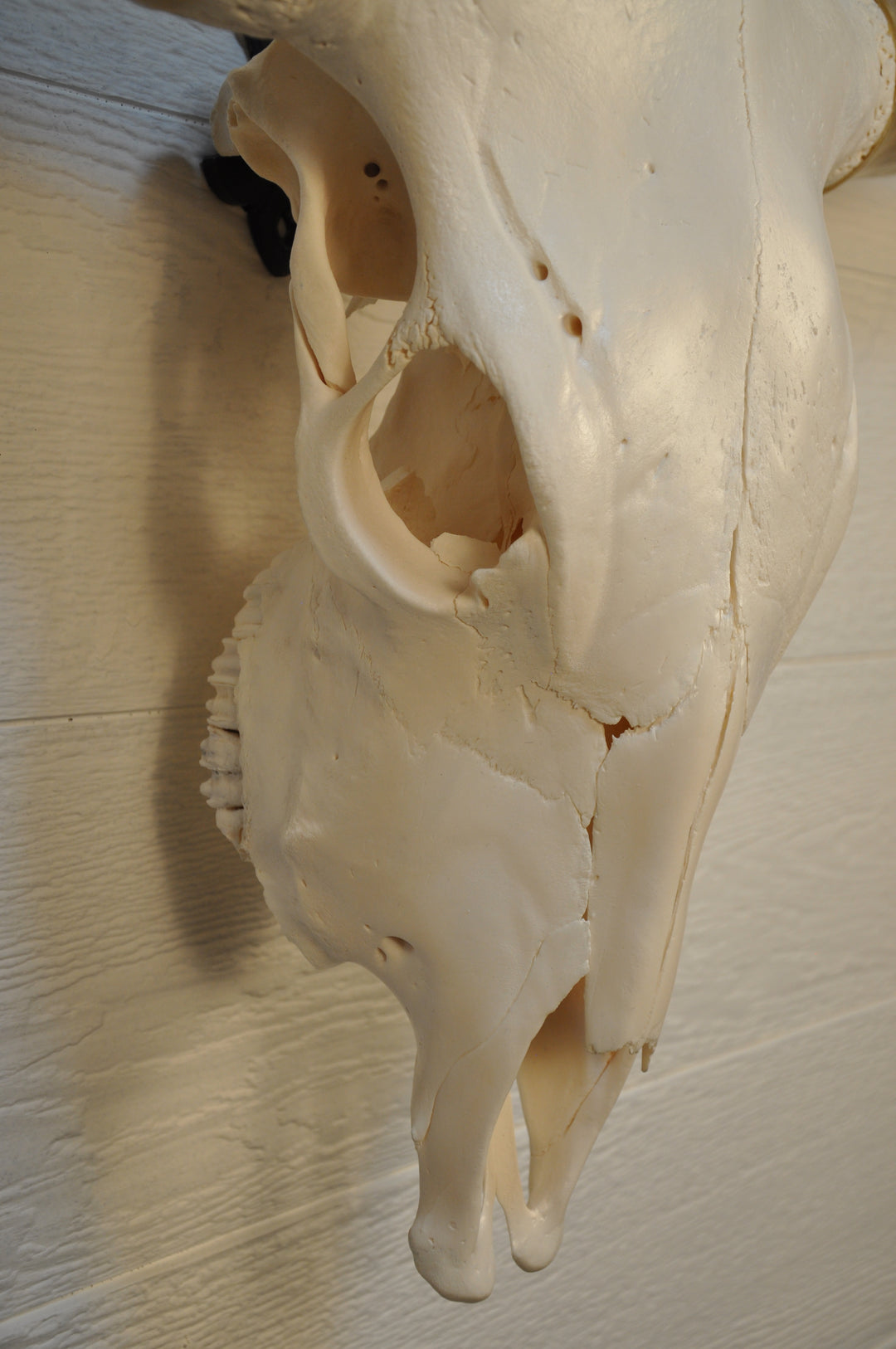 CROOKED - 4' Longhorn Skull