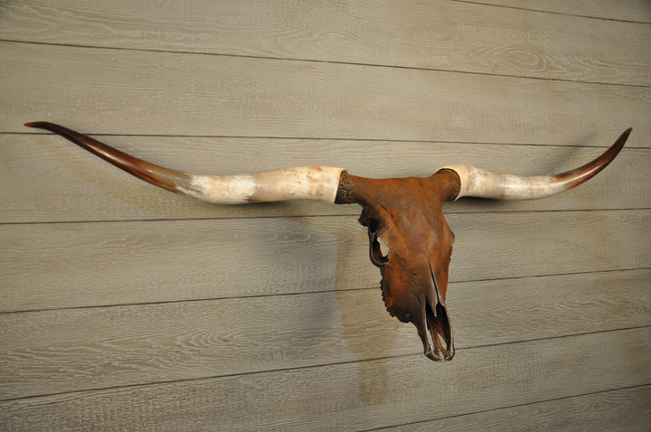 K. J.'s CINNAMON TWIST - 5' 4" Longhorn Skull