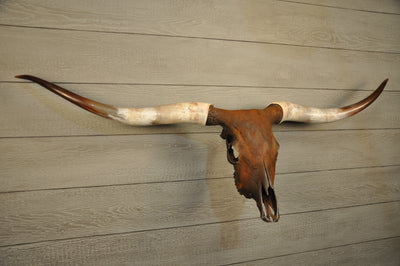 K. J.'s CINNAMON TWIST - 5' 4" Longhorn Skull