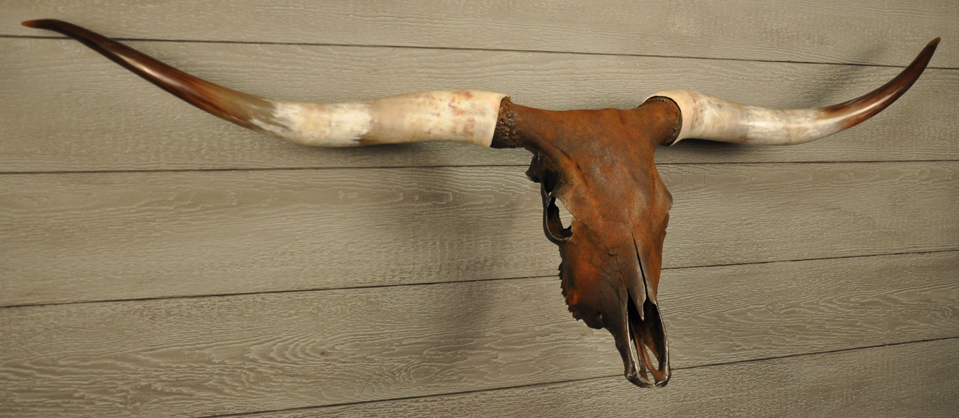 K. J.'s CINNAMON TWIST - 5' 4" Longhorn Skull