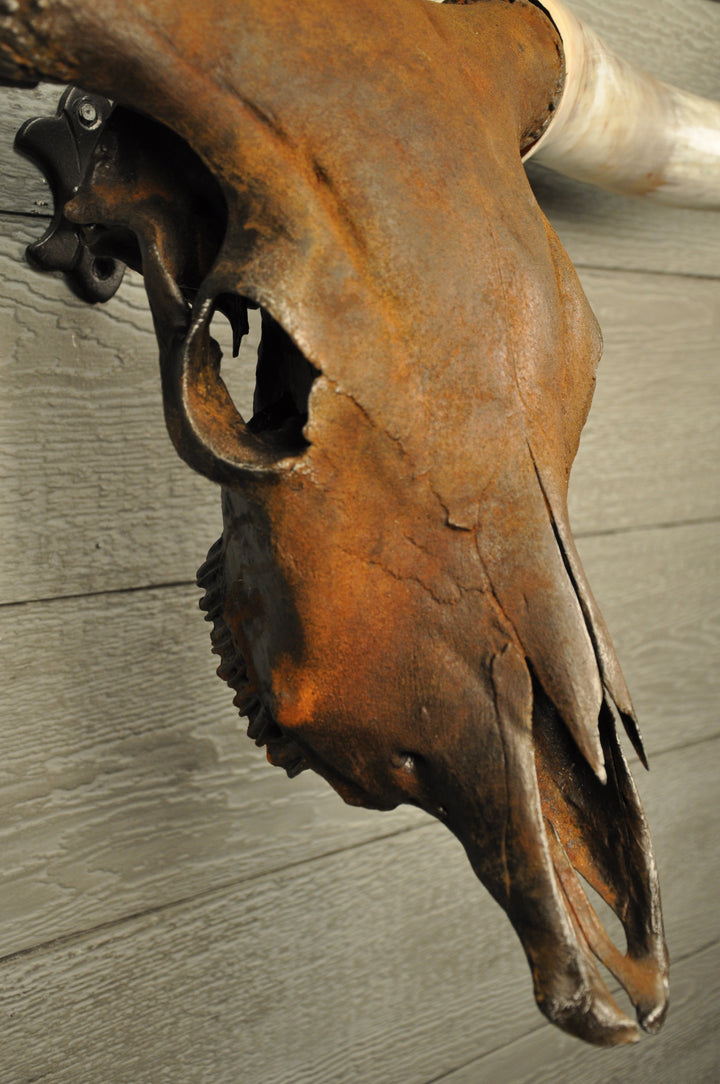 K. J.'s CINNAMON TWIST - 5' 4" Longhorn Skull