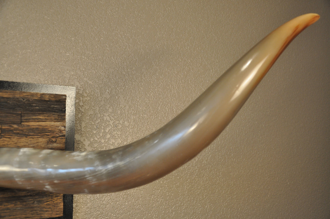 COOKIES & CREAM - 5' 8" Longhorn Mount