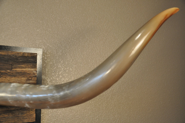 COOKIES & CREAM - 5' 8" Longhorn Mount