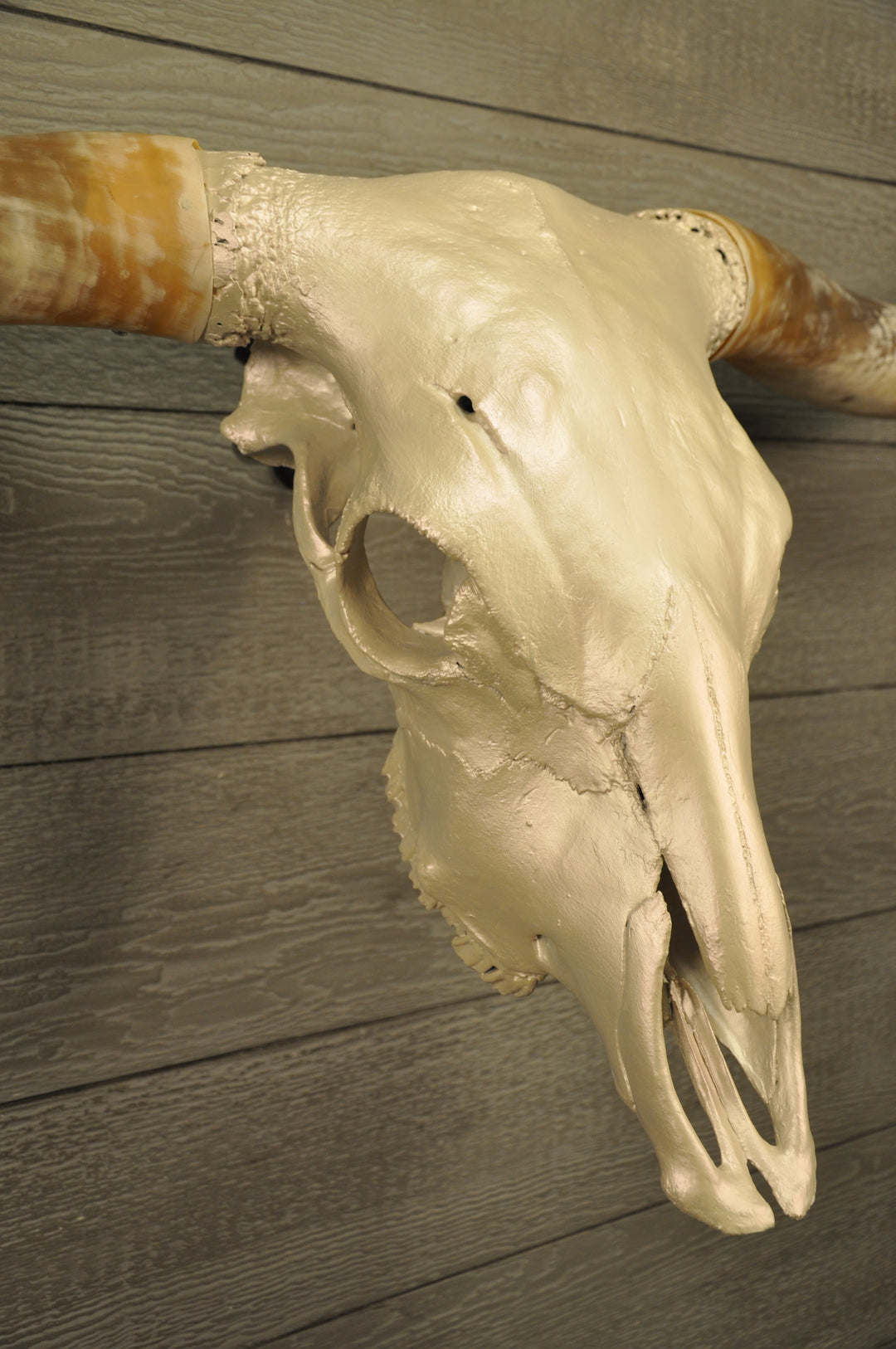PEARL WHITE - 6' 8" Longhorn Skull