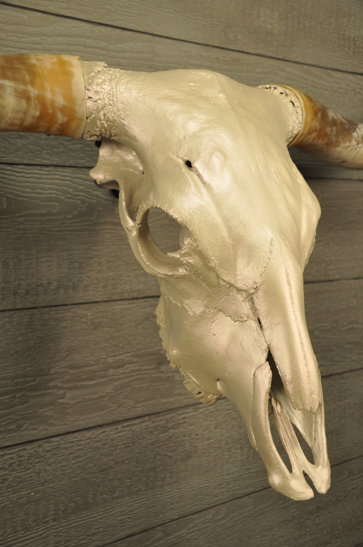 PEARL WHITE - 6' 8" Longhorn Skull