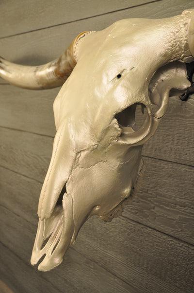 PEARL WHITE - 6' 8" Longhorn Skull