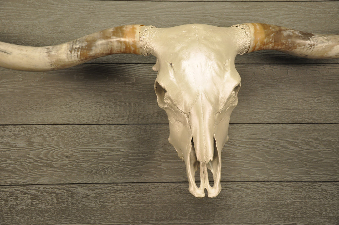 PEARL WHITE - 6' 8" Longhorn Skull