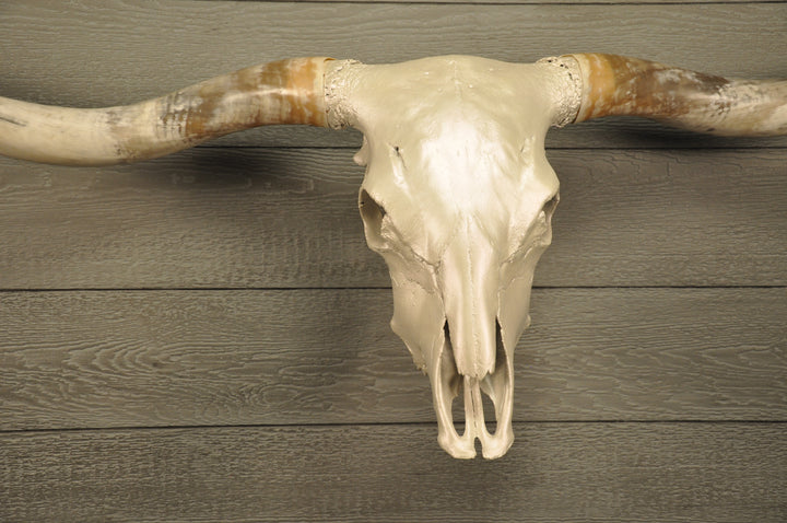 PEARL WHITE - 6' 8" Longhorn Skull