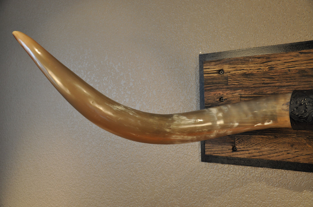 COOKIES & CREAM - 5' 8" Longhorn Mount