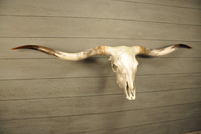 PEARL WHITE - 6' 8" Longhorn Skull