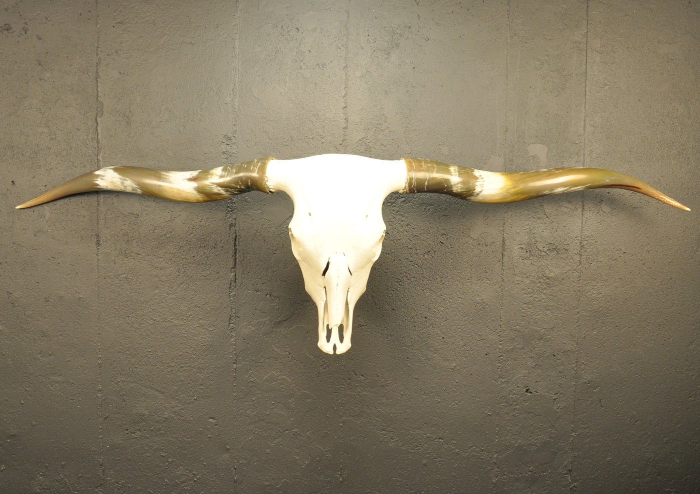 OLIVE TWIST - 5' 7" Longhorn Skull